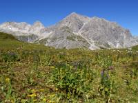 Blühende Lünerseealpe gegen Seekopf